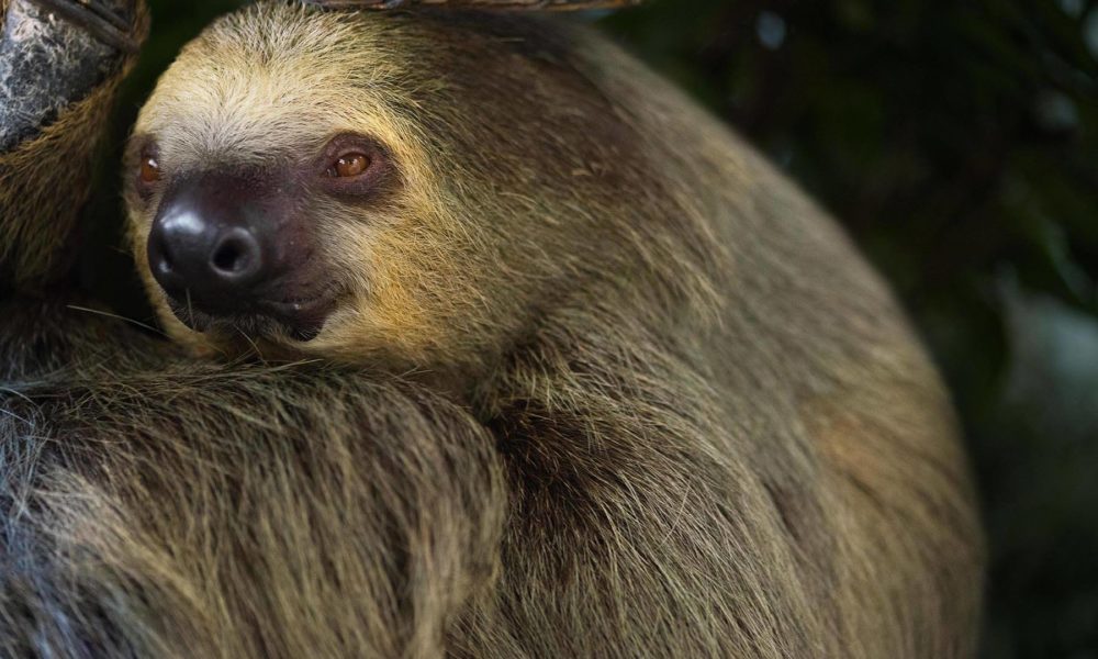 OMG!! Sloth's Are Coming!! | 101.5 The Eagle